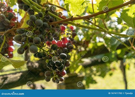 Uvas Vermelhas Que Crescem No Outono Foto De Stock Imagem De