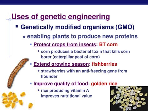 Genetic Engineering Biotechnology Ppt Download