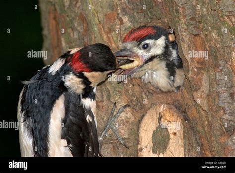 Great Spotted Woodpecker Stock Photo - Alamy