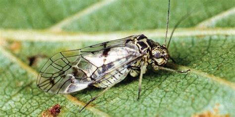 Psocoptera - Royal Entomological Society