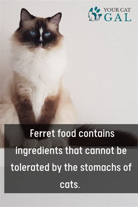 Can Cats Eat Ferret Food What Facts 2022 Says YourCatGal