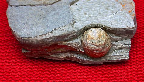 Fossil Bearing Concretions From Fossil Insect Canyon Mojave Desert