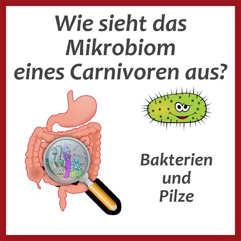 Mikrobiom Carnivore Ernährung Carnivore Diät Informationen