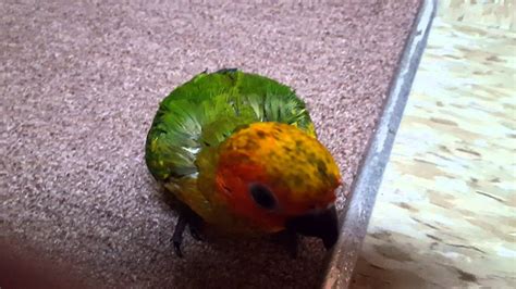 Baby Sun Conures First Lesson In Flight Training Youtube