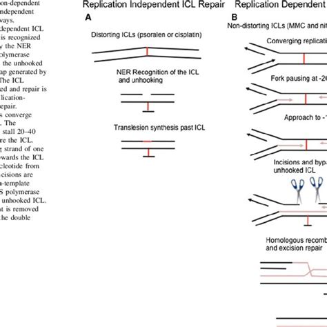 The Fanconi Anemia Repair Pathway The FA Core Complex Consisting Of