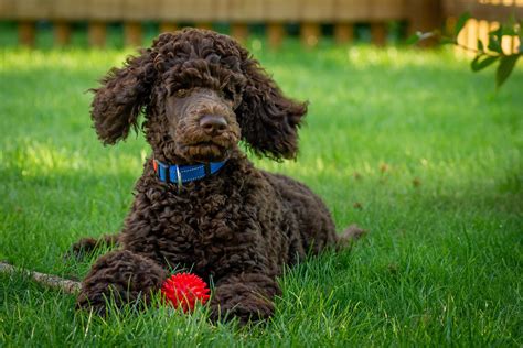 3 Brown Curly-Haired Dog Breeds Ranked by Popularity in 2023