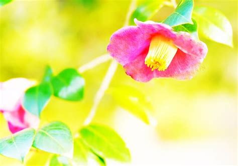 山茶花 四季の花と風景写真