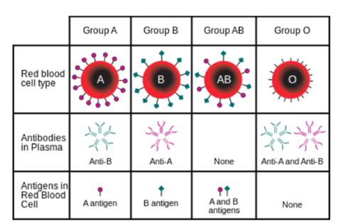 Transfusions Flashcards Quizlet