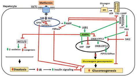 Mechanisms Of Action Of Metformin IntechOpen