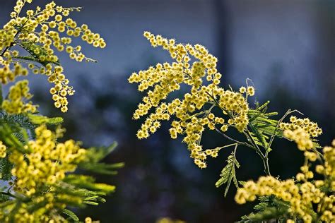 Ideas de jardines pequeños para espacios reducidos