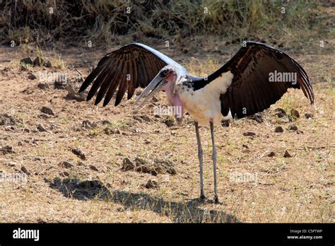 Serengeti Birds Hi Res Stock Photography And Images Alamy