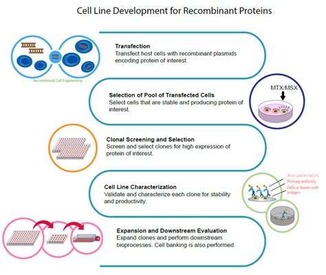 Cell Line Development Workflow