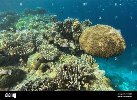 Idyllic Shot Of A Coral Reef Of Pamilacan Island In The Philippines