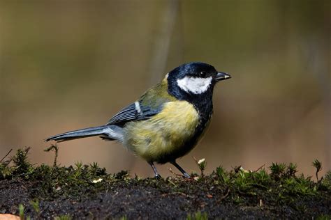 Clinge Door Arjan Van Lomwel Goes Koolmees Omroep Zeeland Flickr