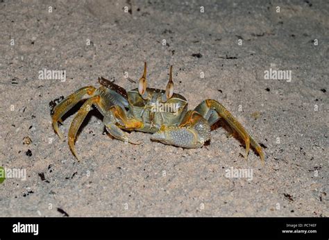 Crab Krabbe Brachyura Stock Photo Alamy