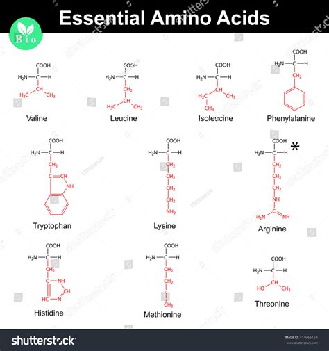 Main Essential Amino Acids Marked Radicals Stock Illustration 414965158