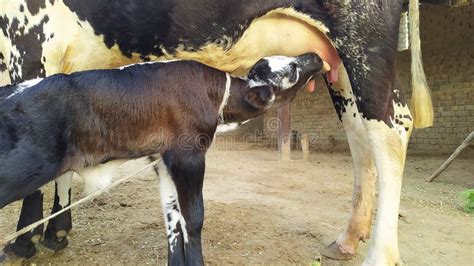 Calf Feeding Milk of Cow Hd Image Stock Photo - Image of cattle, calf ...