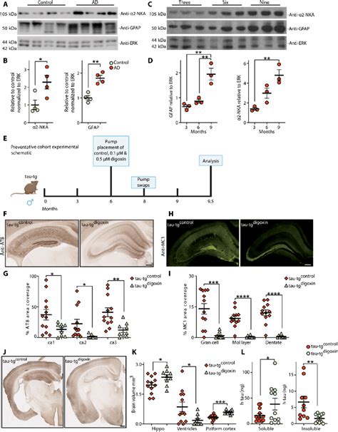 Human Tauopathies And Tau Tg Mice Display Elevated Nka And