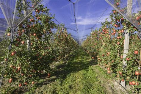 Intensive Fruit Production Or Orchard With Crop Protection Nets In