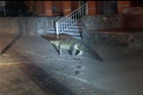 Video Cocodrilo Pasea Por Calles De Manzanillo Y Sorprende A Los Habitantes