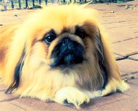 Photo Gallery Happy Tail Pekingese