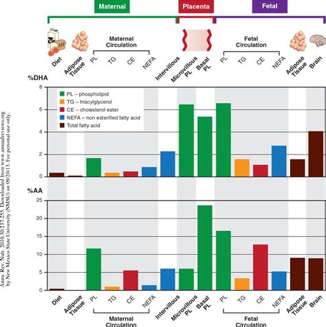 Figure From The Role Of Muscle Insulin Resistance In The Pathogenesis