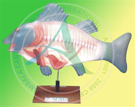 Fish Model at best price in Ambala by Alyka International | ID: 7125438562