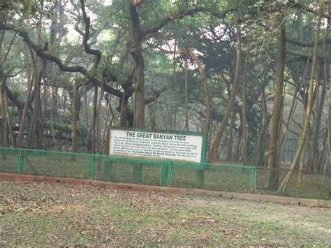 Great Banyan Tree at Indian Botanical Gardens : r/BotanicalPorn