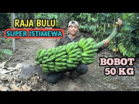 PANEN RAJA BULU SUPER PART 22 YouTube