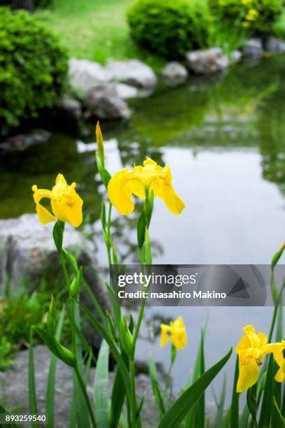 Iris Pond Photos and Premium High Res Pictures - Getty Images