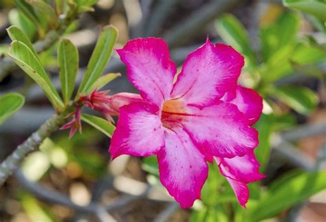 How To Grow Desert Roses From Seeds Ehow