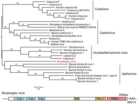 Maximum Likelihood Phylogenetic Tree Showing The Position Of The Newly