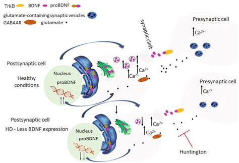 Brain Derived Neurotrophic Factor And Stem Cell Based Technologies In