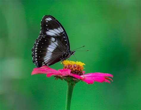 Black Butterfly Meaning Its Profound Symbolism