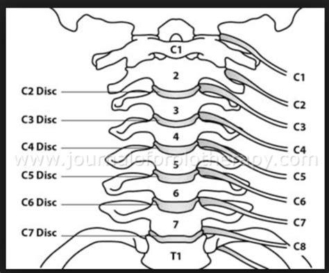 Functional Anatomy Of The Cervical Spine Flashcards Quizlet