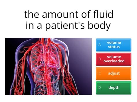 caudal vena cava quiz