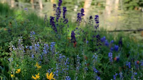 Cedar Breaks Wildflowers Create Mountaintop Magic