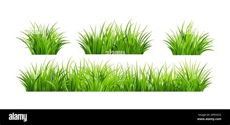 Realistic Green Grass Bushes Of Fresh Greens Spring Meadow Stock