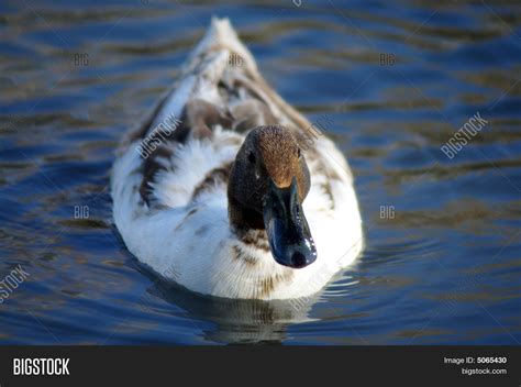 Golden Cascade Duck Image & Photo (Free Trial) | Bigstock