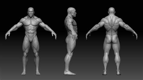 3d Model Muscular Male Body Vr Ar Low Poly Cgtrader