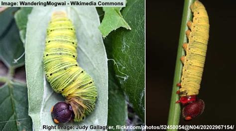 21 Types Of Arizona Caterpillars With Pictures Identification Guide