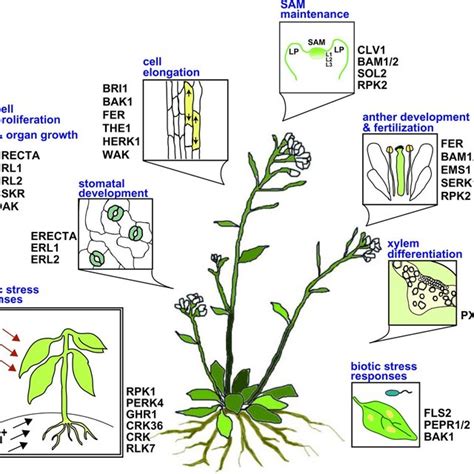 Overview Of Plant Receptor Like Kinases RLKs And Their Functions The