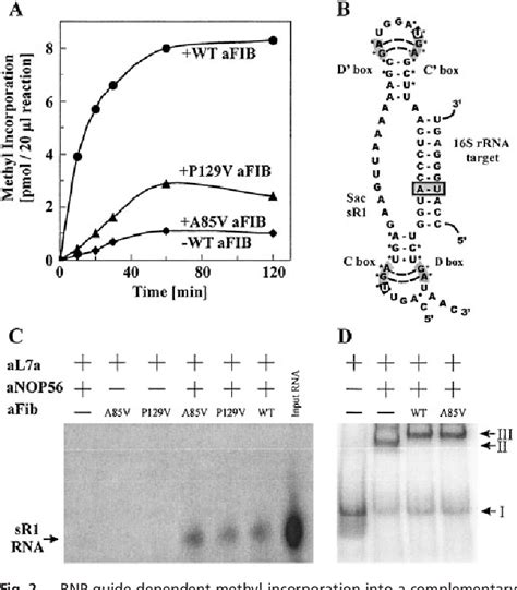 Figure 2 From In Vitro Reconstitution And Activity Of A C D Box