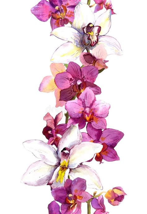 Confine Floreale Della Striscia Con Le Orchidee Esotiche Dei Fiori