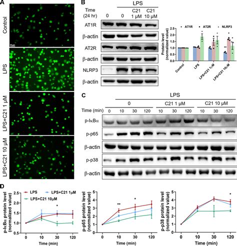 C Suppressed Ros Overproduction And The Activation Of Inflammatory