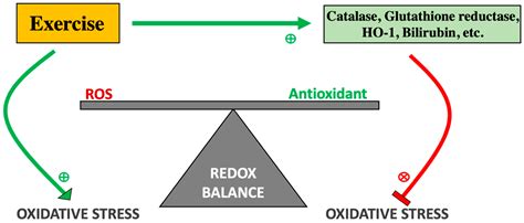 Antioxidants Free Full Text Reactive Oxygen Species ROS And