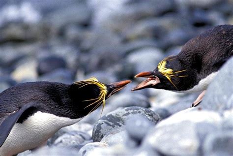 Macaroni Penguin – "OCEAN TREASURES" Memorial Library