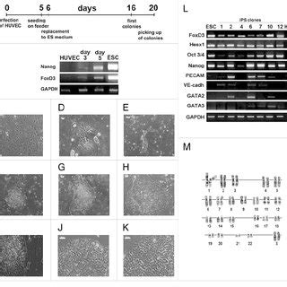 Generation And Characterization Of Human Endo Ips Cells A Scheme Of