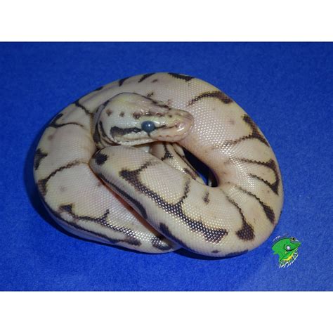 Calico Bumble Bee Ball Python Baby Strictly Reptiles Inc