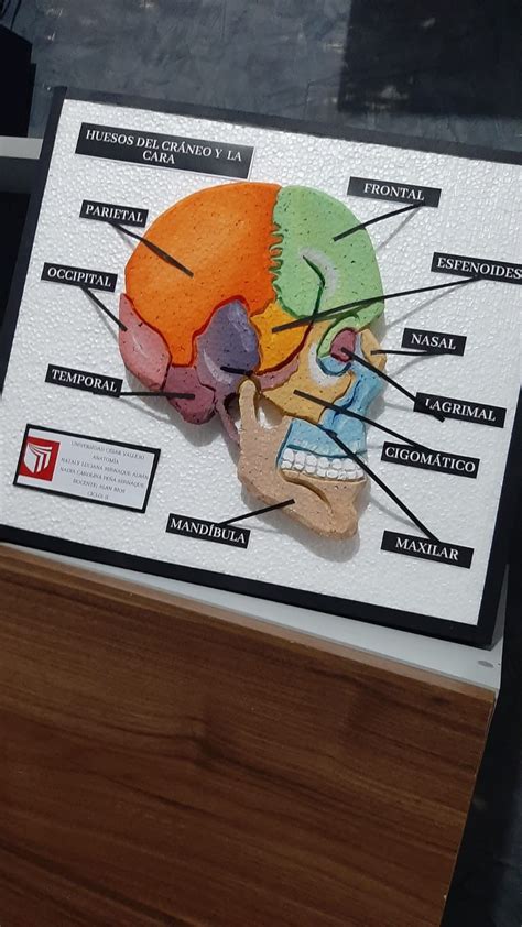 Huesos Del Cr Neo Y Cara Maquetas De Escuelas Proyectos De Biolog A